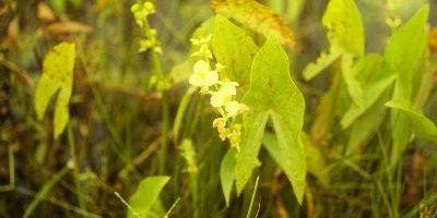 Arrowhead (Sagittaria spp.)