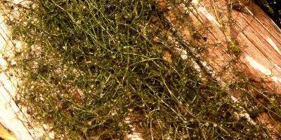 Bladderwort (Utricularia spp.)