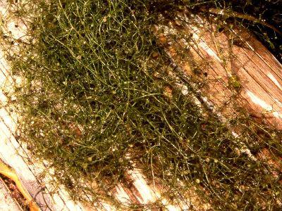 Bladderwort (Utricularia spp.)