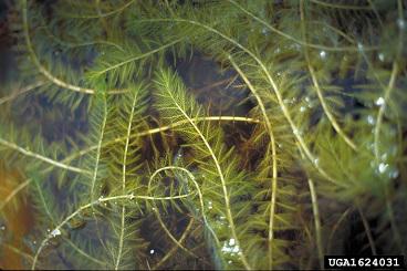 Eurasian Watermilfoil (Myriophyllum spicatum) – Restricted in Michigan