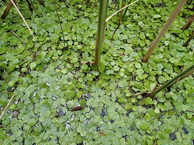 European Frog-bit (Hydrocharis morsus-ranae) – Watch List – Prohibited in Michigan
