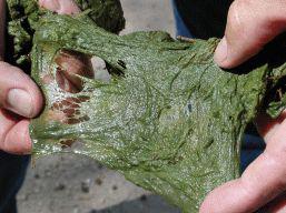 Filamentous Algae (Spirogyra, cladophore and many other varieties)