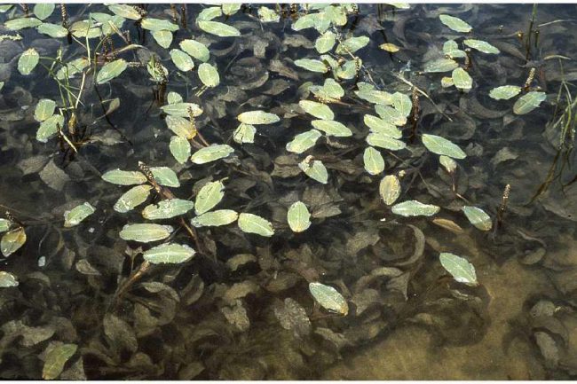 Large Leaf Pondweed