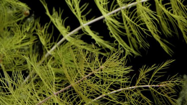 Northern Watermilfoil (Myriophyllum Sibiricum)
