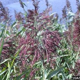 Phragmites (Common Reed) (Phragmites australis)