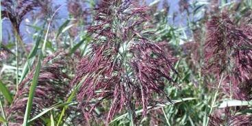 Phragmites (Common Reed) (Phragmites australis) Phragmites (Common Reed) (Phragmites australis)