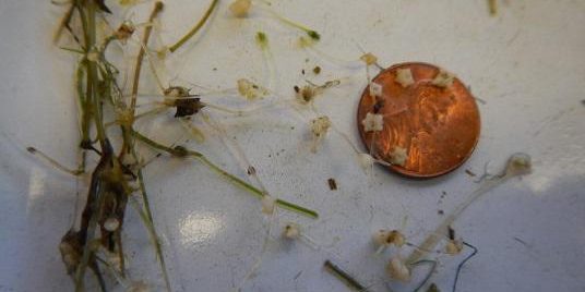 Starry Stonewort (Nitellopsis obtuse)
