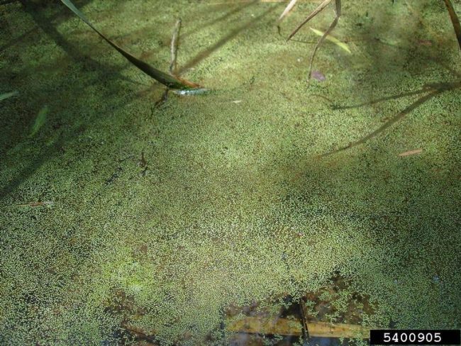 Watermeal (Wolffia spp.)