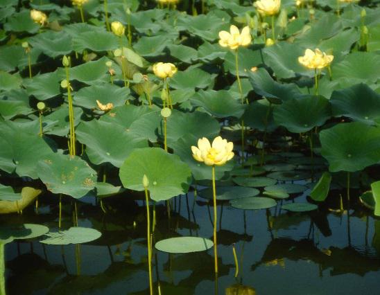 Yellow Pond Lily (Nuphar advena)