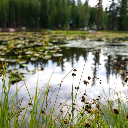 Pond weeds - Savin Lake Services
